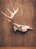 3d Printed Half Euroskull