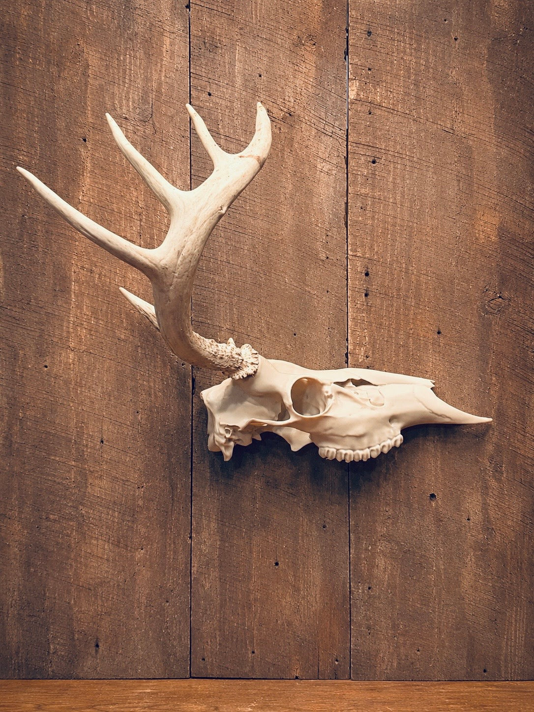 3d Printed Half Euroskull