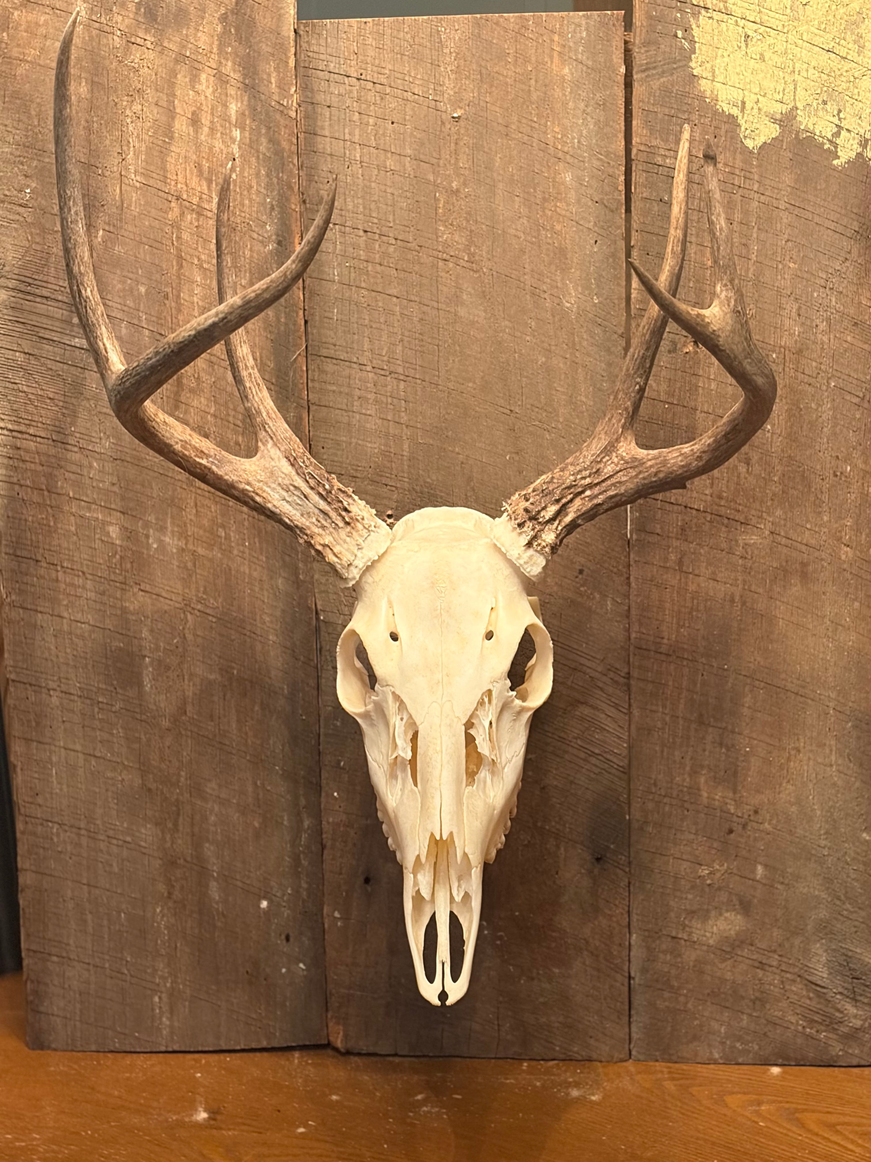 Euro Mount hanger